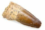 Fossil Spinosaurus Tooth - Feeding Worn Tooth #372850-1